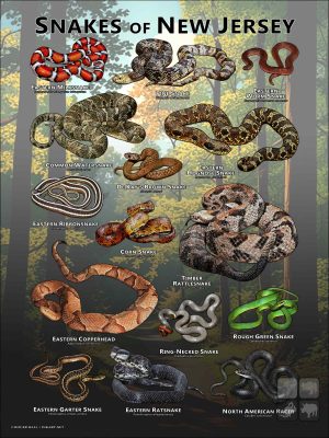 Poster design featuring various species of snake native to New Jersey