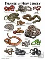 Poster design featuring various species of snake native to New Jersey
