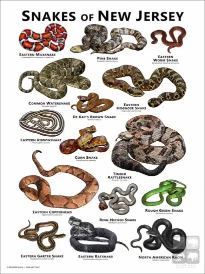Poster design featuring various species of snake native to New Jersey