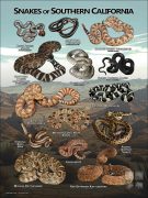 Poster design featuring various species of snake native to Southern California