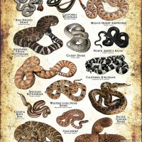 Poster design featuring various species of snake native to Southern California