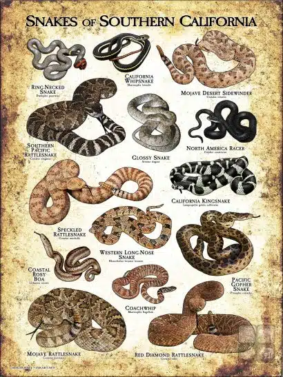 Poster design featuring various species of snake native to Southern California