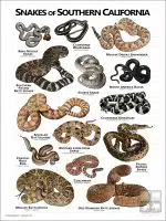 Poster design featuring various species of snake native to Southern California