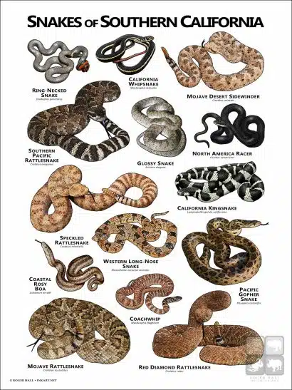 Poster design featuring various species of snake native to Southern California