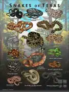 Poster design featuring various species of snake native to Texas