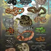 Poster design featuring various species of snake native to Texas