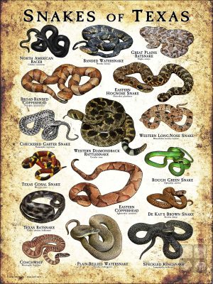 Poster design featuring various species of snake native to Texas