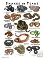 Poster design featuring various species of snake native to Texas
