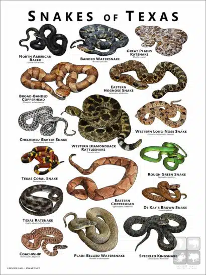 Poster design featuring various species of snake native to Texas