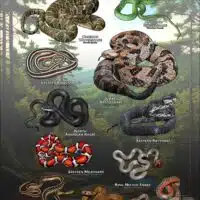 Poster design featuring all species of snake native to Vermont