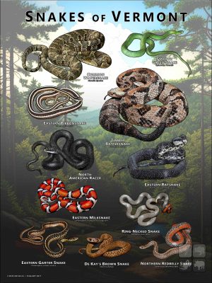 Poster design featuring all species of snake native to Vermont