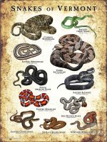 Poster design featuring all species of snake native to Vermont