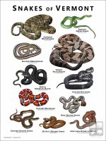 Poster design featuring all species of snake native to Vermont