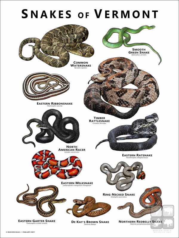 Poster design featuring all species of snake native to Vermont
