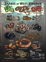 Poster design featuring various species of snake native to West Virginia