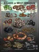 Poster design featuring various species of snake native to West Virginia
