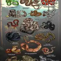 Poster design featuring various species of snake native to West Virginia