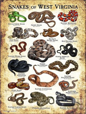 Poster design featuring various species of snake native to West Virginia
