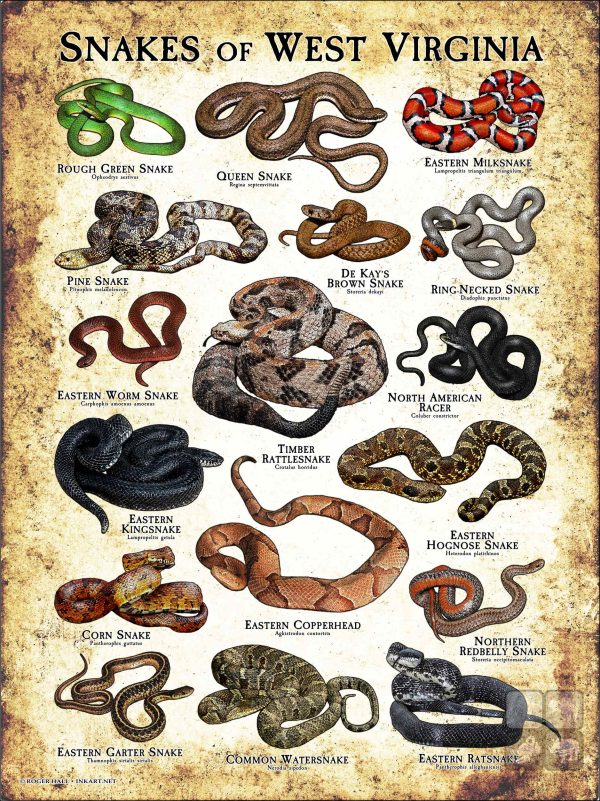 Poster design featuring various species of snake native to West Virginia