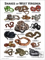 Poster design featuring various species of snake native to West Virginia