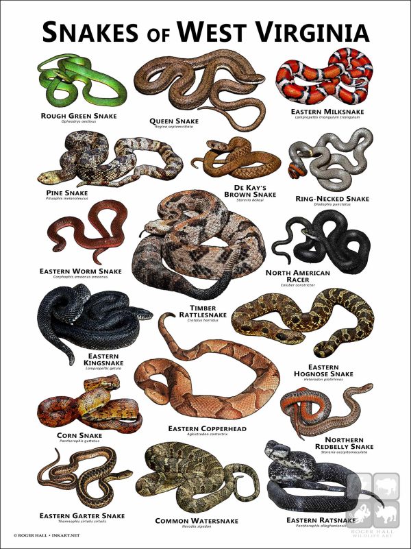 Poster design featuring various species of snake native to West Virginia