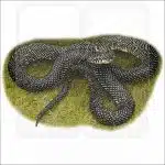 Speckled Kingsnake drawing