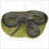 Speckled Kingsnake drawing