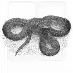 Speckled Kingsnake black and white drawing