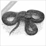 Speckled Kingsnake black and white stock art drawing