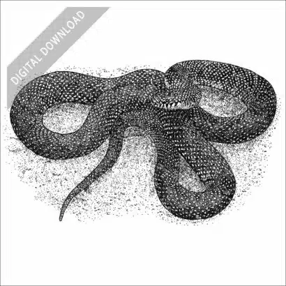 Speckled Kingsnake black and white stock art drawing
