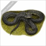 Speckled Kingsnake stock art drawing