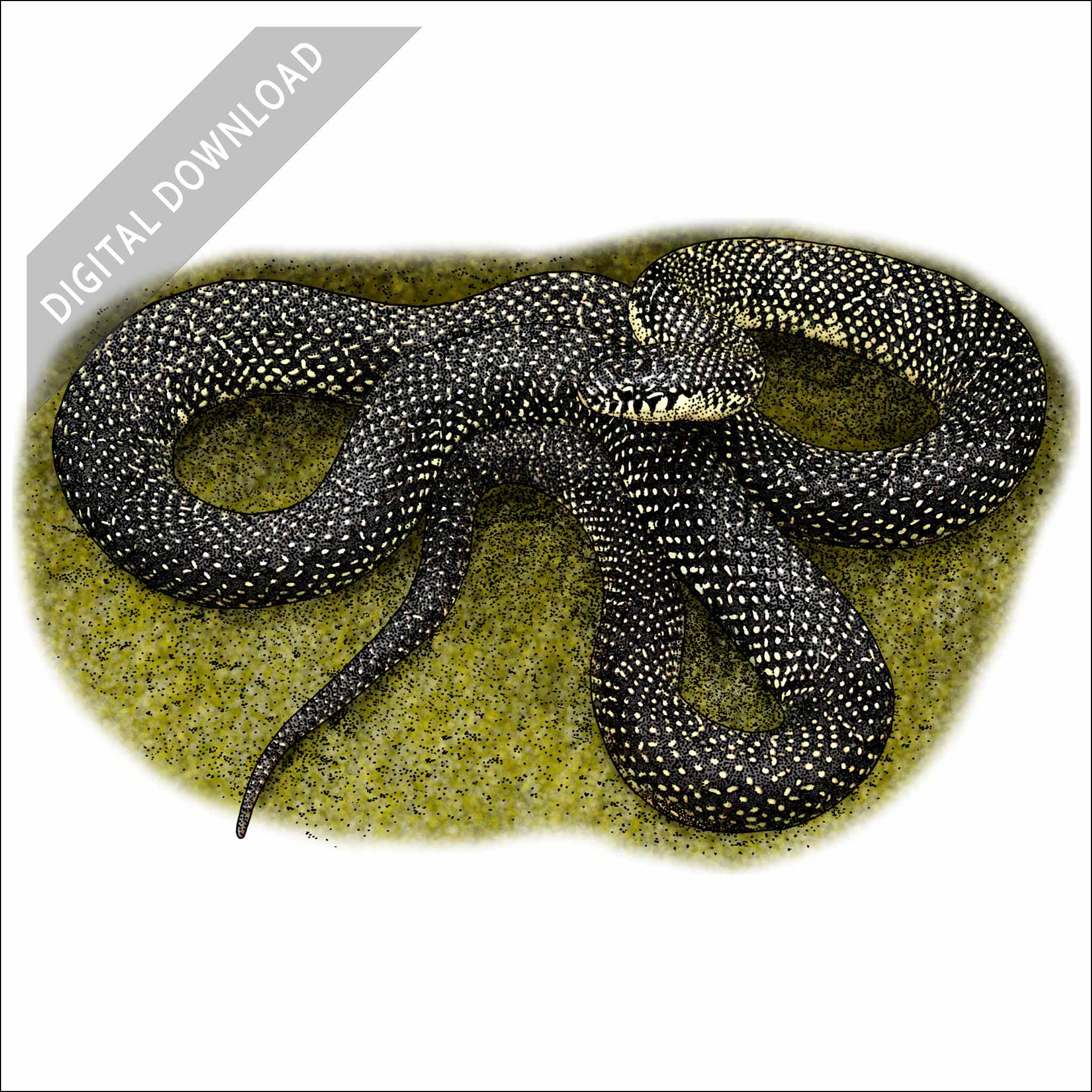 Speckled Kingsnake Speckled Kingsnake stock art drawing