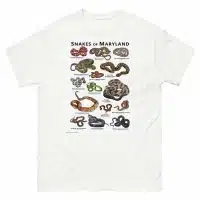 Snakes of Maryland illustration