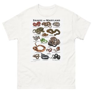 Snakes of Maryland illustration