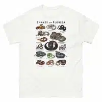 Snakes of Florida illustration