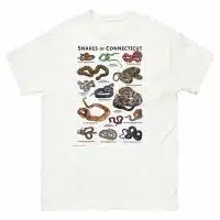 Snakes of Connecticut illustration