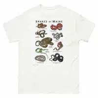 Snakes of Maine illustration