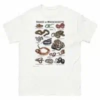 Snakes of Massachusetts illustration