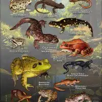Amphibians of Santa Clara County poster