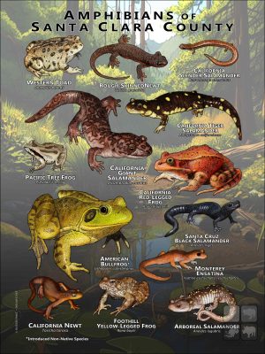 Amphibians of Santa Clara County poster