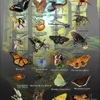 Arachnids & Insects of Marin County, California poster print
