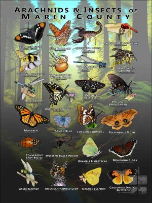 Arachnids & Insects of Marin County, California poster print