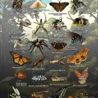 Arachnids & Insects of Travis County, TX poster