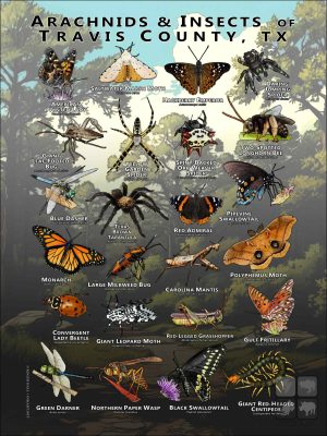 Arachnids & Insects of Travis County, TX poster