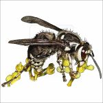 Bald-faced Hornet illustration