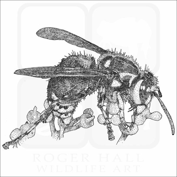 Bald-faced Hornet black and white drawing