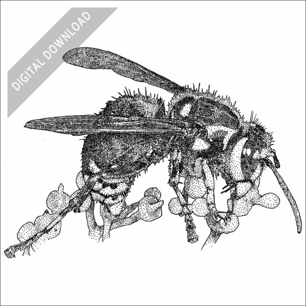 Bald-faced Hornet black and white drawing