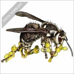 Bald-faced Hornet stock art drawing