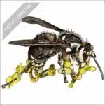 Bald-faced Hornet stock art drawing