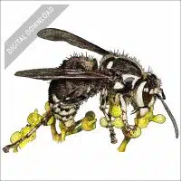 Bald-faced Hornet stock art drawing